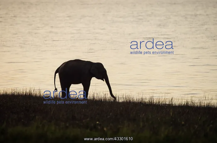 : 80201464 Asian / Indian Elephant - on the banks : 80201464 Asian / Indian Elephant - on the banks