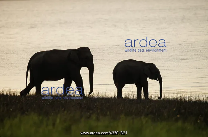 : 80201465 Asian / Indian Elephants - on the banks : 80201465 Asian / Indian Elephants - on the banks