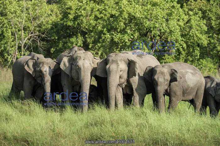 : 80201466 Asian / Indian Elephant - herd Corbett : 80201466 Asian / Indian Elephant - herd Corbett