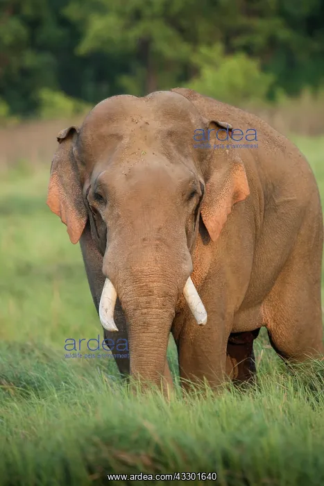 : 80201467 Asian / Indian Elephant - tusker with red : 80201467 Asian / Indian Elephant - tusker with red