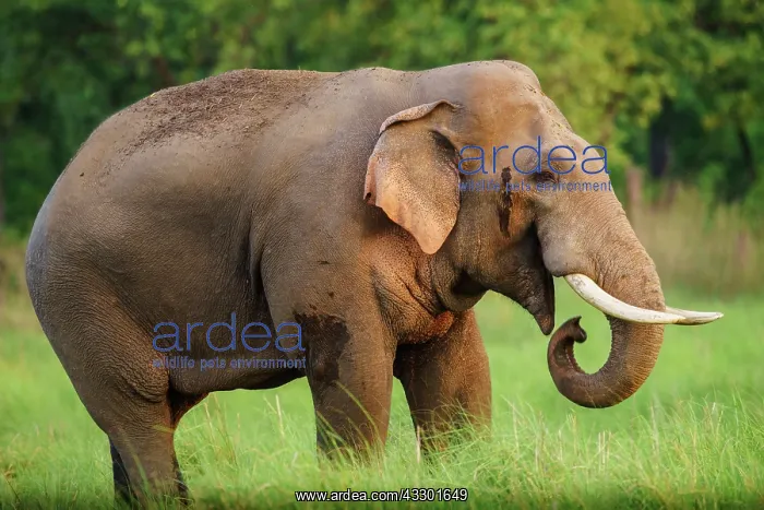 : 80201468 Asian / Indian Elephant - tusker with red : 80201468 Asian / Indian Elephant - tusker with red