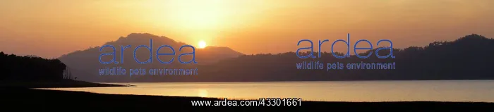: 80201469 Ramganga River - panorama at sunset Corbett : 80201469 Ramganga River - panorama at sunset Corbett