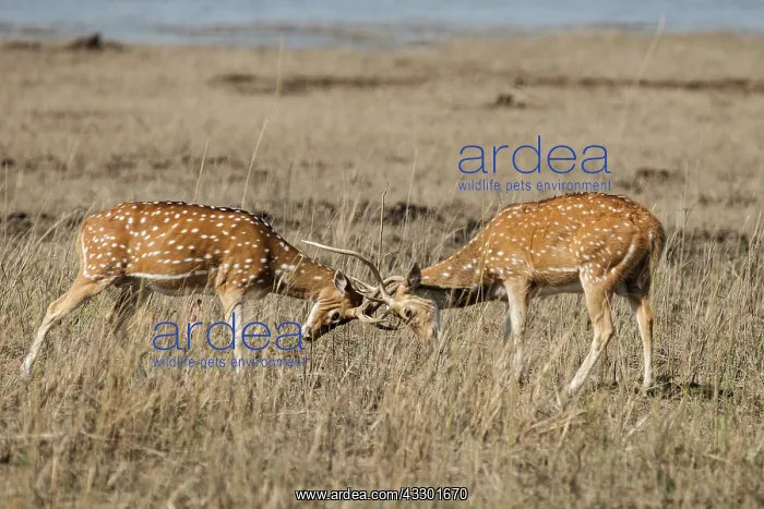 : 80201470 Spotted Deer / Chital - stags sparring : 80201470 Spotted Deer / Chital - stags sparring