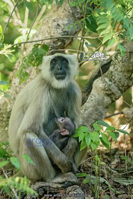 : 80201471 Grey Langur / Hanuman - suckling young : 80201471 Grey Langur / Hanuman - suckling young