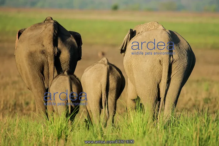 : 80201472 Asian / Indian Elephants - adults and young : 80201472 Asian / Indian Elephants - adults and young