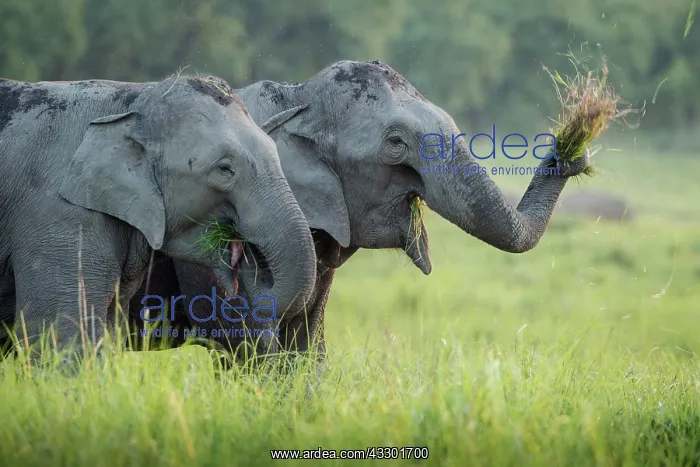 : 80201473 Asian / Indian Elephants - feeding Corbett : 80201473 Asian / Indian Elephants - feeding Corbett