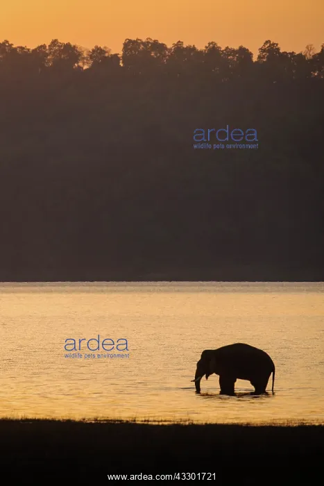  : 80201475 Asian  /  Indian Elephant - in the Ramganga
