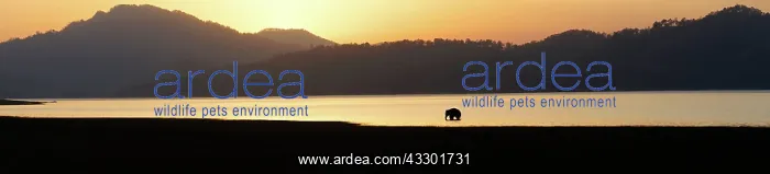  : 80201476 Asian  /  Indian Elephant - in the Ramganga