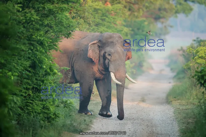 : 80201477 Asian / Indian Elephant - tusker with red : 80201477 Asian / Indian Elephant - tusker with red