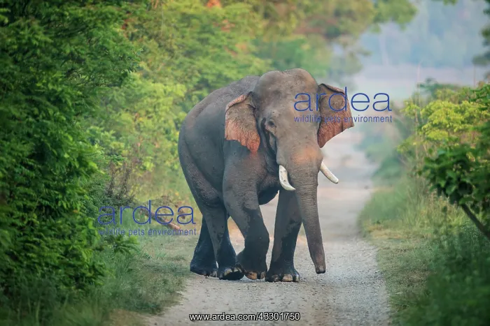 : 80201478 Asian / Indian Elephant - tusker with red : 80201478 Asian / Indian Elephant - tusker with red