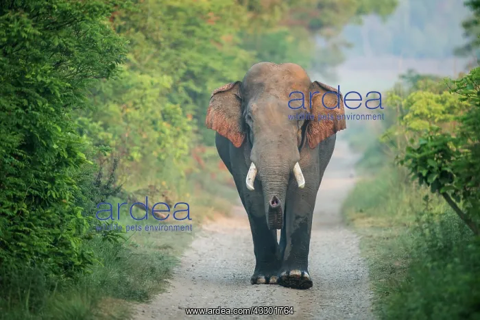 : 80201479 Asian / Indian Elephant - tusker with red : 80201479 Asian / Indian Elephant - tusker with red