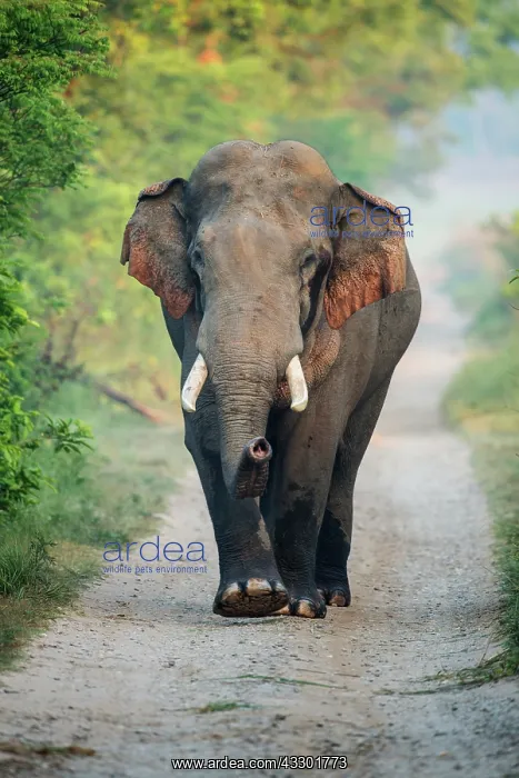 : 80201480 Asian / Indian Elephant - tusker with red : 80201480 Asian / Indian Elephant - tusker with red