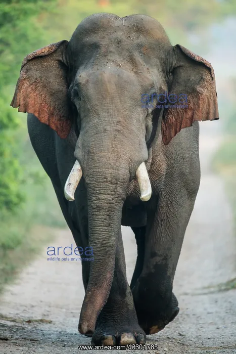: 80201481 Asian / Indian Elephant - tusker with red : 80201481 Asian / Indian Elephant - tusker with red