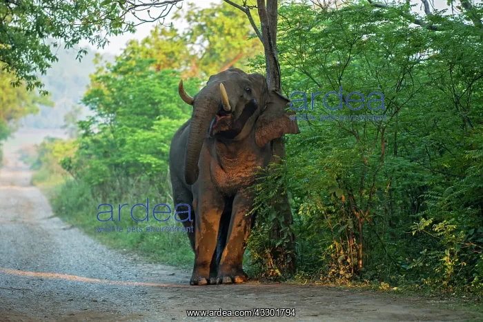 : 80201482 Asian / Indian Elephant - tusker with red : 80201482 Asian / Indian Elephant - tusker with red