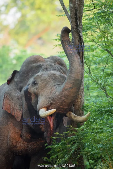 : 80201483 Asian / Indian Elephant - tusker with red : 80201483 Asian / Indian Elephant - tusker with red