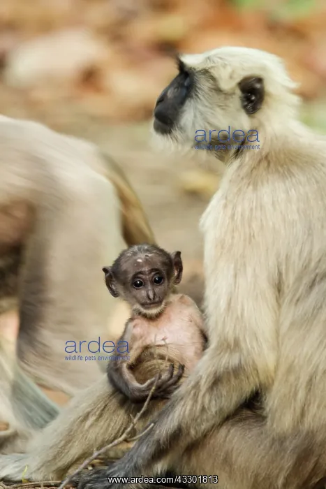 : 80201484 Grey Langur / Hanuman - adult with young : 80201484 Grey Langur / Hanuman - adult with young