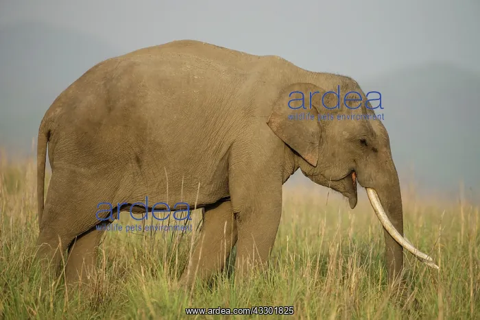 : 80201485 Asian / Indian Elephant Corbett National : 80201485 Asian / Indian Elephant Corbett National