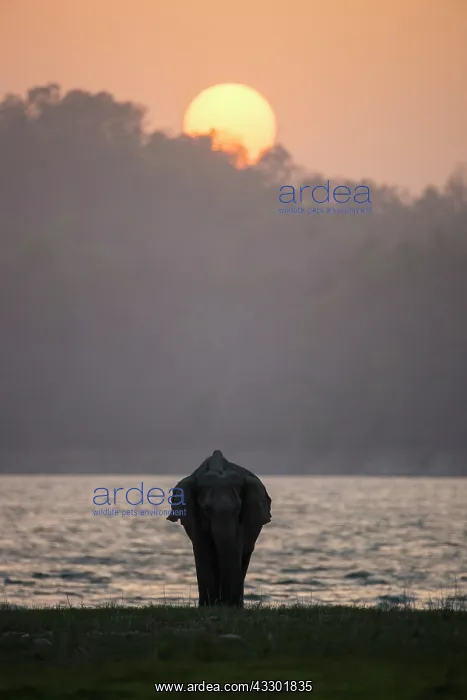 : 80201486 Asian / Indian Elephant - on the banks : 80201486 Asian / Indian Elephant - on the banks