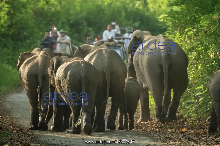  : 80201487 Asian  /  Indian Elephant - watched by tourists