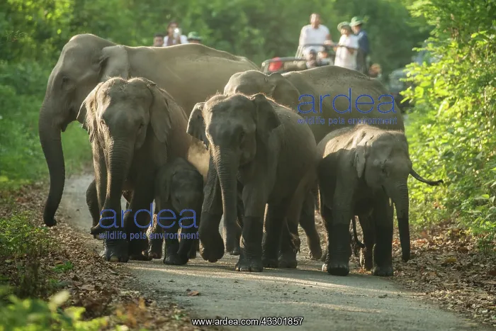 : 80201488 Asian / Indian Elephant - watched by tourists : 80201488 Asian / Indian Elephant - watched by tourists
