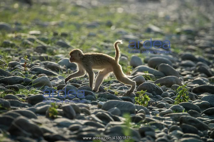 : 80201489 Rhesus Monkey Corbett National Park, India : 80201489 Rhesus Monkey Corbett National Park, India