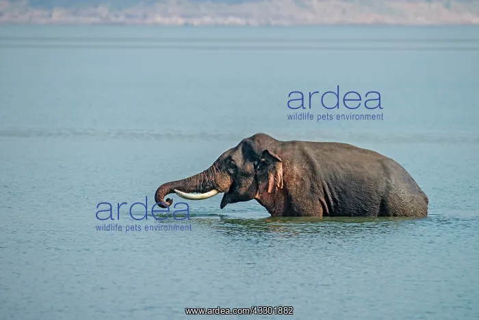 : 80201490 Asian / Indian Elephant - tusker in the : 80201490 Asian / Indian Elephant - tusker in the