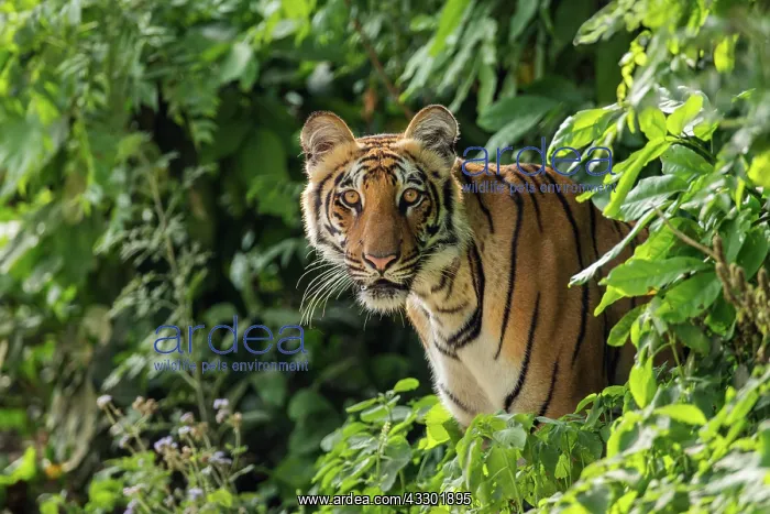 : 80201491 Royal Bengal Tiger - in the Sal forest : 80201491 Royal Bengal Tiger - in the Sal forest