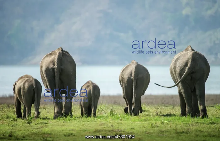 : 80201493 Asian / Indian Elephant - on the banks : 80201493 Asian / Indian Elephant - on the banks