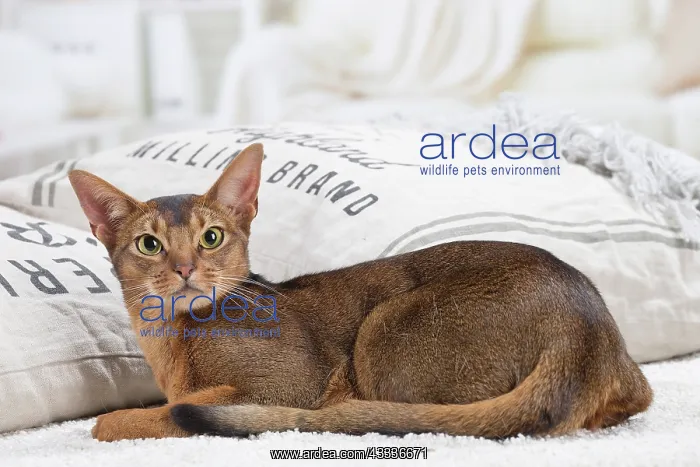 : 80201494 Cat - Abyssinian Jean-Michel Labat All : 80201494 Cat - Abyssinian Jean-Michel Labat All
