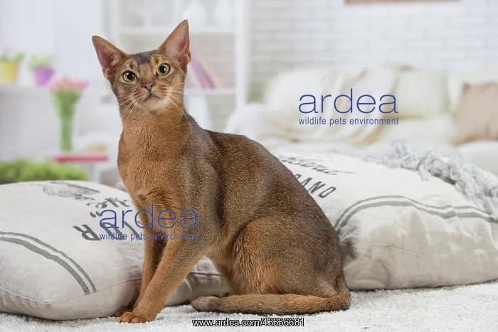 : 80201495 Cat - Abyssinian Jean-Michel Labat All : 80201495 Cat - Abyssinian Jean-Michel Labat All