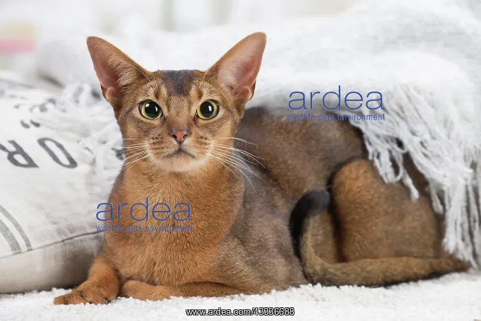 : 80201496 Cat - Abyssinian Jean-Michel Labat All : 80201496 Cat - Abyssinian Jean-Michel Labat All
