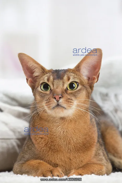 : 80201497 Cat - Abyssinian Jean-Michel Labat All : 80201497 Cat - Abyssinian Jean-Michel Labat All