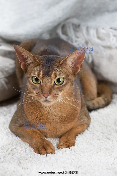 : 80201498 Cat - Abyssinian Jean-Michel Labat All : 80201498 Cat - Abyssinian Jean-Michel Labat All