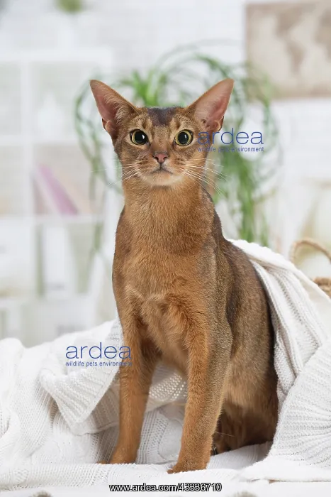 : 80201499 Cat - Abyssinian Jean-Michel Labat All : 80201499 Cat - Abyssinian Jean-Michel Labat All
