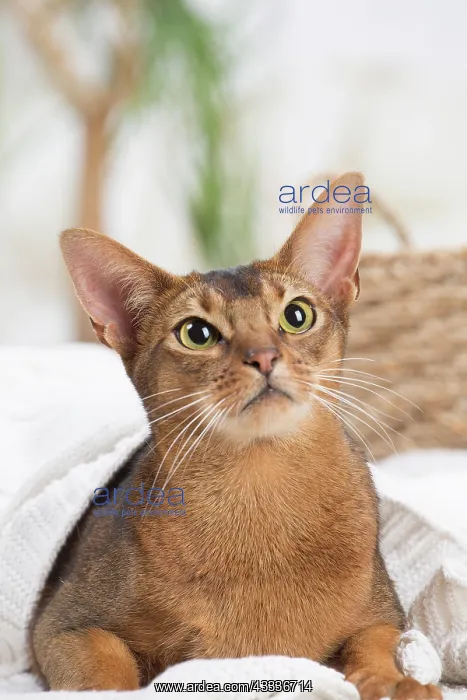 : 80201500 Cat - Abyssinian Jean-Michel Labat All : 80201500 Cat - Abyssinian Jean-Michel Labat All