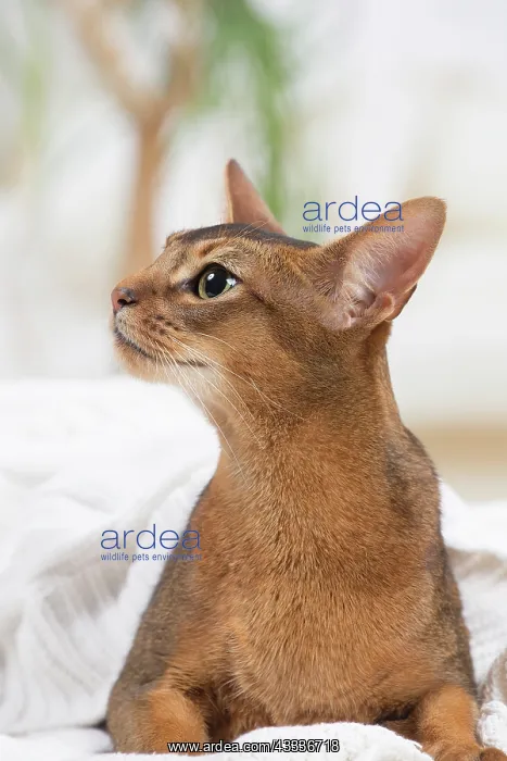 : 80201501 Cat - Abyssinian Jean-Michel Labat All : 80201501 Cat - Abyssinian Jean-Michel Labat All
