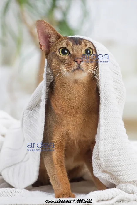 : 80201502 Cat - Abyssinian Jean-Michel Labat All : 80201502 Cat - Abyssinian Jean-Michel Labat All