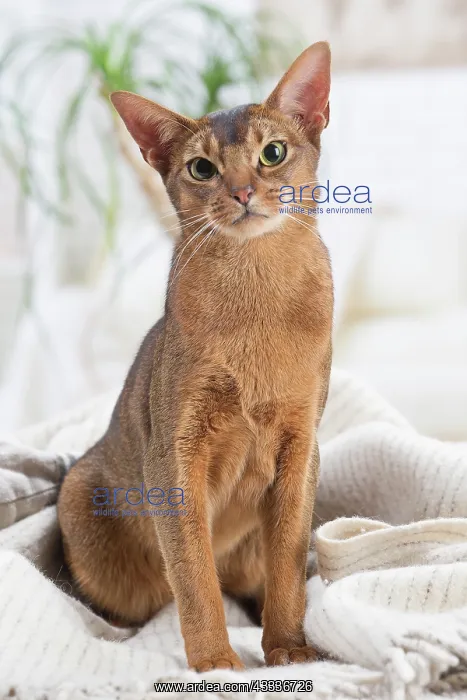 : 80201503 Cat - Abyssinian Jean-Michel Labat All : 80201503 Cat - Abyssinian Jean-Michel Labat All