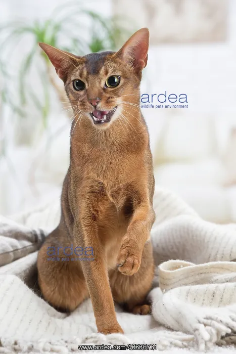  : 80201504 Cat - Abyssinian Jean-Michel Labat All