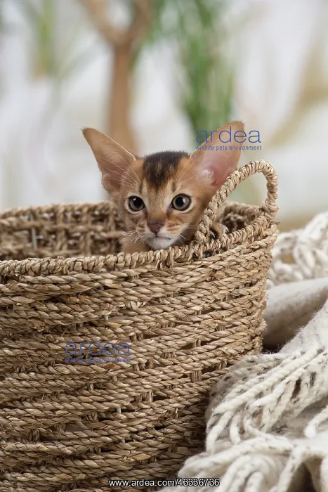 : 80201505 Cat - Abyssinian kitten Jean-Michel Labat : 80201505 Cat - Abyssinian kitten Jean-Michel Labat