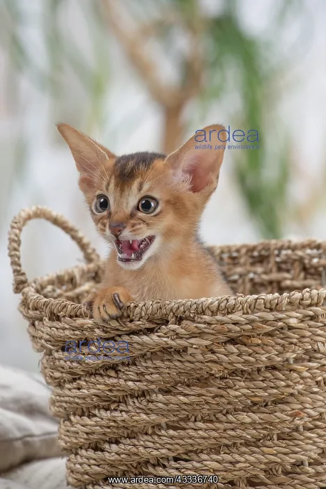 : 80201506 Cat - Abyssinian kitten Jean-Michel Labat : 80201506 Cat - Abyssinian kitten Jean-Michel Labat
