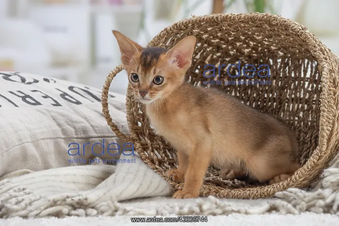 : 80201507 Cat - Abyssinian kitten Jean-Michel Labat : 80201507 Cat - Abyssinian kitten Jean-Michel Labat