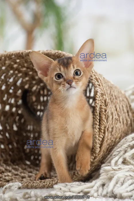 : 80201508 Cat - Abyssinian kitten Jean-Michel Labat : 80201508 Cat - Abyssinian kitten Jean-Michel Labat
