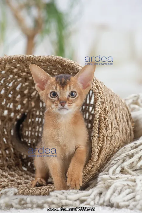 : 80201509 Cat - Abyssinian kitten Jean-Michel Labat : 80201509 Cat - Abyssinian kitten Jean-Michel Labat