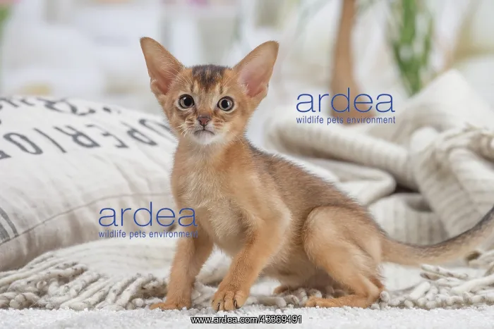 : 80201510 Cat - Abyssinian kitten Jean-Michel Labat : 80201510 Cat - Abyssinian kitten Jean-Michel Labat