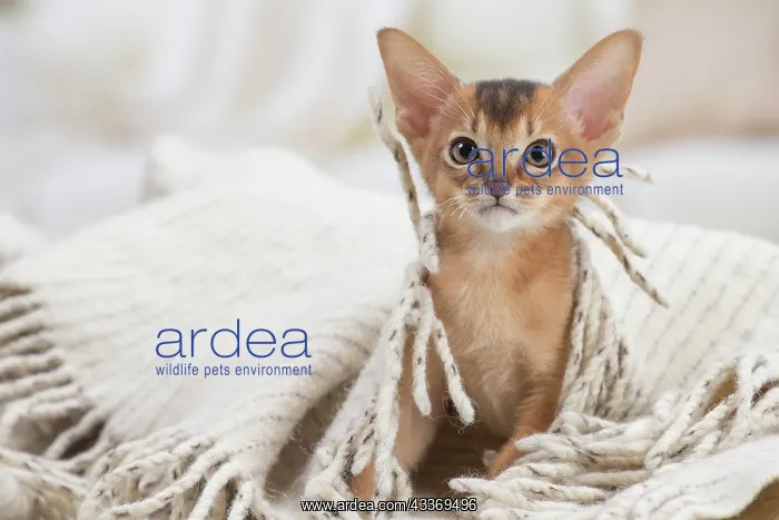 : 80201511 Cat - Abyssinian kitten Jean-Michel Labat : 80201511 Cat - Abyssinian kitten Jean-Michel Labat
