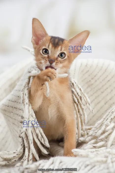 : 80201512 Cat - Abyssinian kitten Jean-Michel Labat : 80201512 Cat - Abyssinian kitten Jean-Michel Labat