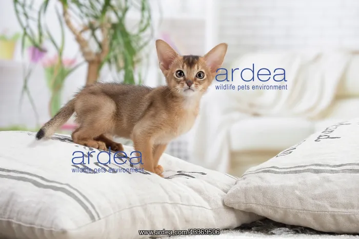 : 80201513 Cat - Abyssinian kitten Jean-Michel Labat : 80201513 Cat - Abyssinian kitten Jean-Michel Labat