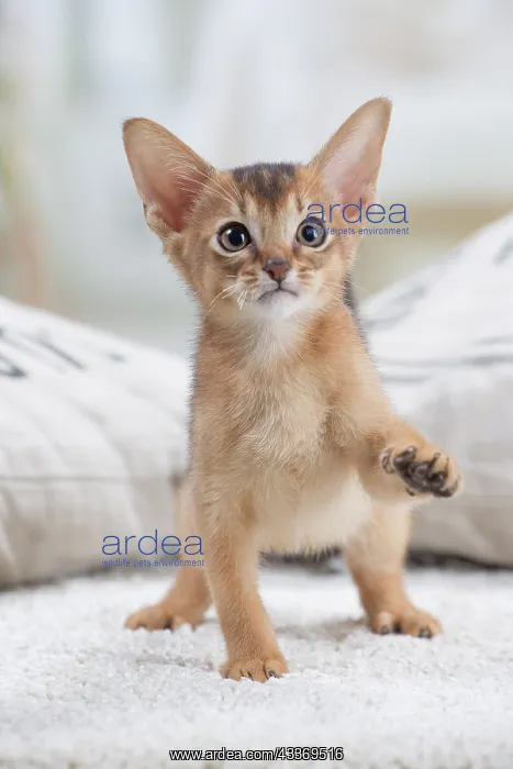 : 80201515 Cat - Abyssinian kitten Jean-Michel Labat : 80201515 Cat - Abyssinian kitten Jean-Michel Labat