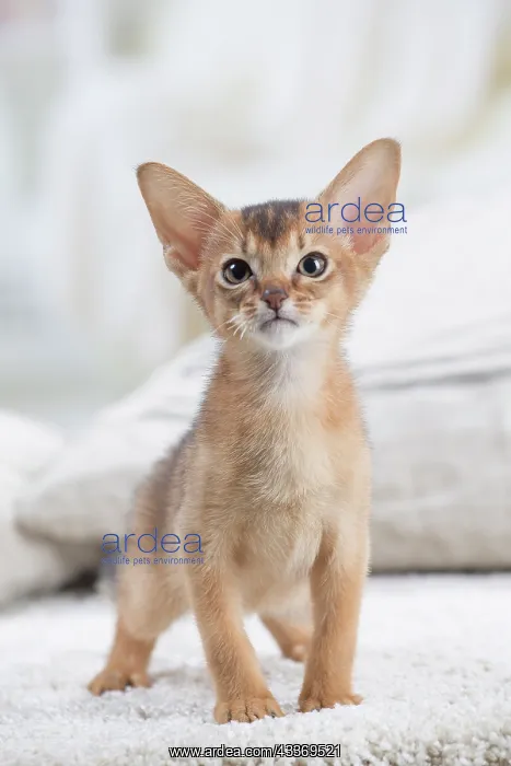 : 80201516 Cat - Abyssinian kitten Jean-Michel Labat : 80201516 Cat - Abyssinian kitten Jean-Michel Labat